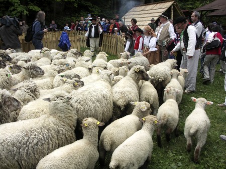 17 - Tradycyjne Miyszani owiec